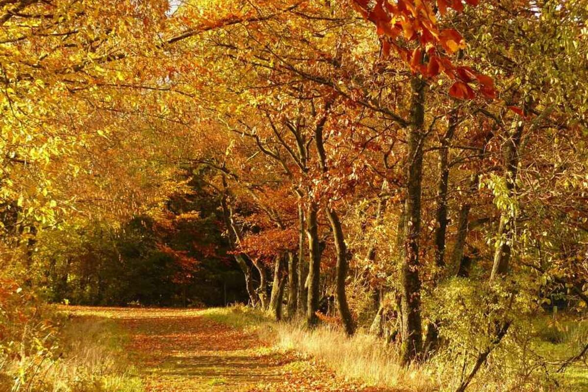 One%20of%20the%20best%20fall%20foliage%20spots%20to%20see%20autumn