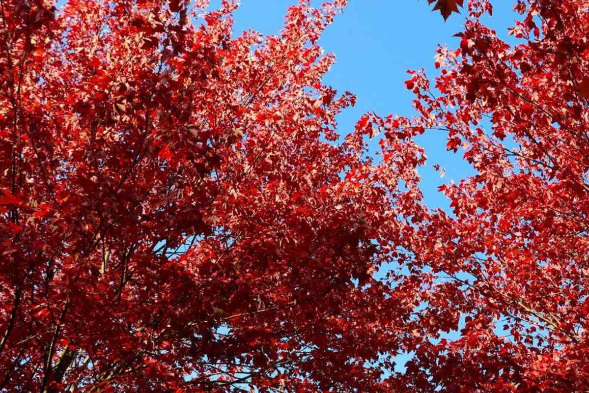 One%20of%20the%20best%20fall%20foliage%20spots%20to%20see%20autumn