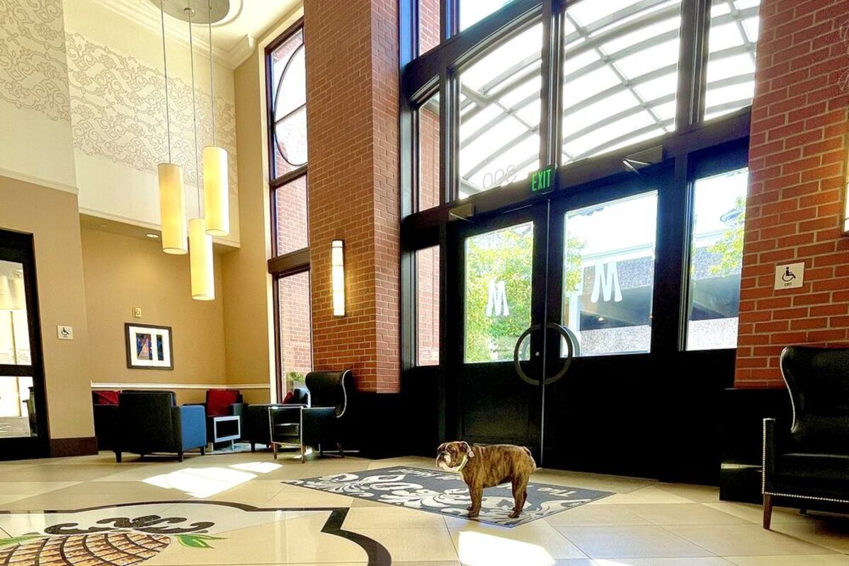 Dog%20in%20lobby%20of%20The%20Maxwell%20Hotel